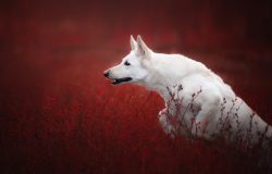 Many dishonest breeders take advantage of this and sell white puppies of unknown origin under th ...