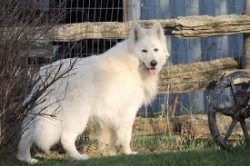 A healthy puppy should show activity, have a shiny coat, curious eyes, and no discharge should b ...