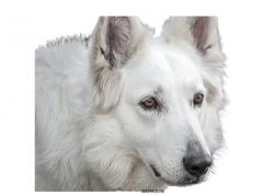 A hardworking shepherd and a reliable friend – the snow-white Swiss Shepherd