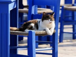 Aegean cats adapt perfectly to a new place in the shortest possible time. They need the care and ...