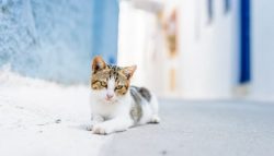 The eyes of Aegean cats are almond-shaped, hazel, or green in color.