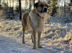 The Anatolian Shepherd Dog is one of the oldest breeds that have ever existed in Asia Minor. Sin ...