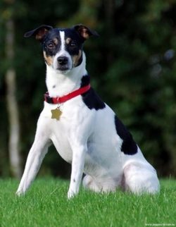 The Danish-Swedish guardhound is considered a common breed among farmers. 
