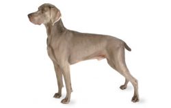 This breed is ideal for people looking for a large and active dog for hunting, hiking, and other ...