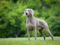 These dogs are smart and wonderful companions, but they constantly need to engage in physical ac ...