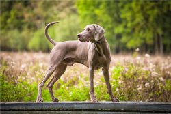 This breed has strong, workable, streamlined bodies that allow them to run long distances. 