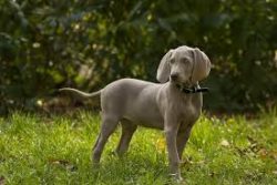 They have a strong head like a hound with drooping ears. 