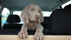 The Weimaraner has a short and smooth coat that does not require special care: just a quick brus ...