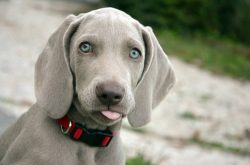 Due to its mouse and silver-gray color, this dog was nicknamed “The Gray Ghost”. 