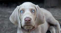 Weimaraners are agile dogs that, given their hunting past, need constant physical activity. 