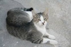 By nature, Aegean cats love the outdoors, so they have to walk occasionally. By the way, cats of ...