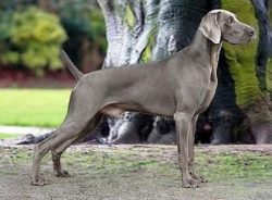 These are very smart dogs, but they need to keep them busy all the time so that they do not gnaw ...