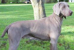 Weimaraners have a strong need to communicate with people, and with proper socialization, they g ...