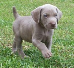 Other animals – cats, rodents, birds, and reptiles – should be kept away from them:  ...