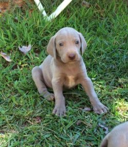 This breed is ideal for people looking for a large and active dog for hunting, hiking, and other ...