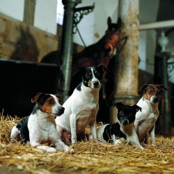 It is now believed that the Danish-Swedish farm dog originated in the 18th century. But the exac ...