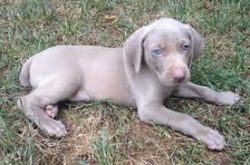 They often gnaw and ruin things. Weimaraners usually live 10 to 15 years.