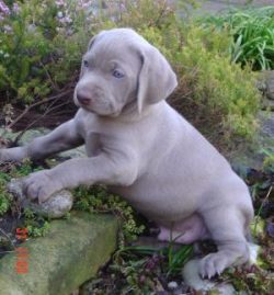 Weimaraners appeared at the beginning of the 19th century. They originally belonged to the arist ...