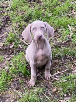 Howard Knight, an American athlete, and dog breeder, brought two Weimaraners to the United State ...