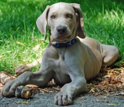 The Weimaraner was officially recognized as a breed in 1943. 
