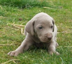 The Weimaraner is an excellent hunting and sporting dog that will easily become your active and  ...