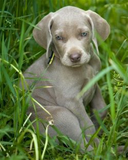 The Weimaraner is a hound of aristocratic beauty and athletic build. 