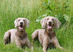 The dog has universal hunting qualities and a good disposition, which has earned it the reputati ...