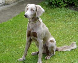 Weimaraners are hardy, reckless, have a great flair. Dogs are able to take an active part in all ...
