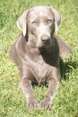 The most solid in size representative of the breed is among the largest among European cops. 