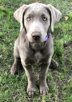 Among other European hounds, they stand out for their original silver-gray color and distinctive ...