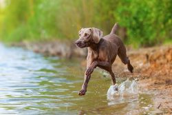 They are quite temperamental, but they demonstrate a balanced, stable character. 