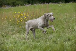 Weimaraners regard unfamiliar small animals as potential victims. 