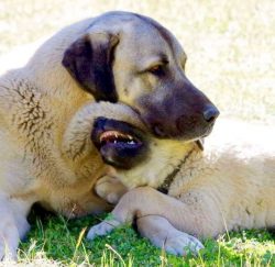 In ancient times, the Anatolian Shepherd Dog was used to hunt lions and wild onagers. In the Bri ...