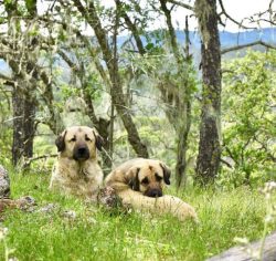 Anatolian Shepherd Dog is not a shepherd dog breed, it is a guard, she guarded the flocks of she ...