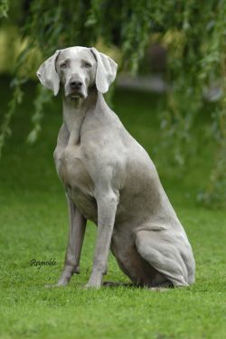 Weimaraners need intense physical activity, so only people who lead an active lifestyle can star ...