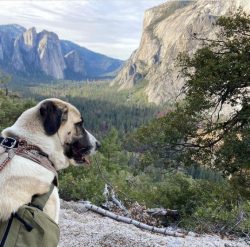 If you compare the Anatolian Shepherd, you can see its similarities with the Great Pyrenees and  ...
