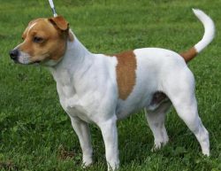 Tail length varies in one litter. Usually in all individuals it is short, but there are individu ...