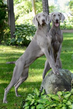 The best living conditions for a dog are a country house with a spacious fenced area. A pet livi ...