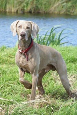 The Weimaraner is very clean, it won’t take long to take care of his coat. 