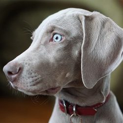Weimaraner has great looks. This elegant dog with refined forms seemed to have jumped from the p ...