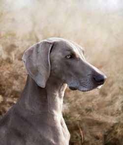 However, within the walls of his dwelling, the Weimaraner easily forgets about his hunting purpo ...