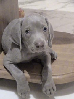 This aristocratic dog presumably traces its ancestry back to the Middle Ages, although todayR ...