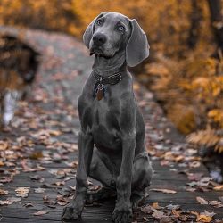 The Weimaraner belongs to the group of heirs of European (or continental) marriages – shor ...