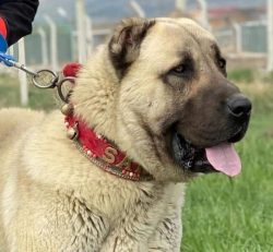 The Anatolian Shepherd Dog has a very subtle mind, it is devoted and calm with people, it trains ...