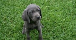 Among its close relatives, this dog stands out sharply with its original gray color with spectac ...