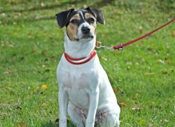 Guardhounds are considered great companions for both children and adults. 
