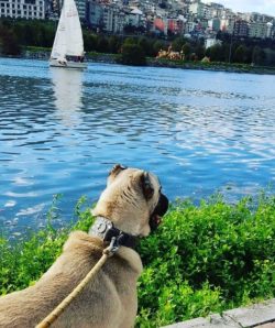 The Anatolian Shepherd Dog has such qualities as a possessive attitude to the property of its ow ...