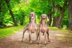 In medieval literary sources, there are references to the fact that these dogs were originally f ...