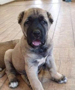 Anatolian Shepherd Dog behaves very friendly with children in the house, she can be used as a fo ...
