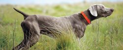 Among the possible progenitors of the Weimaraner are also called the hounds of St. Hubert’ ...